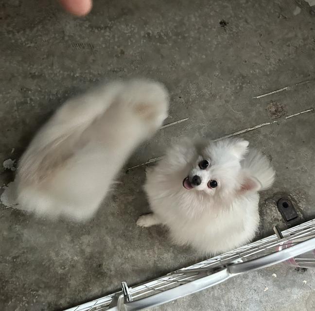 สุนัขปอมเมอเรเนียน เพศเมีย