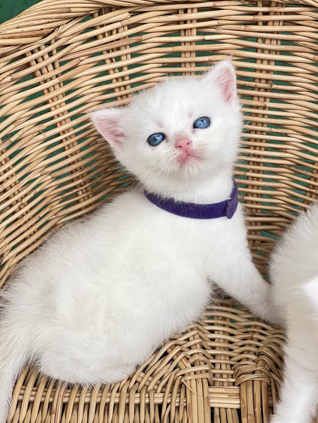 ดช.สก็อตติช ขาวละมุนตาฟ้า รูปย่อยที่ 3