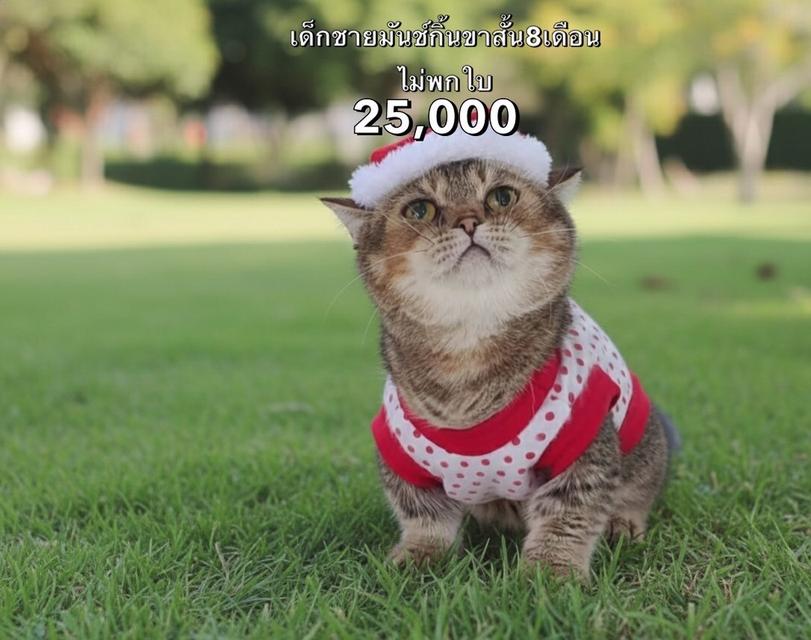 แมวมันช์กิ้น รวมเด็กๆมันช์กิ้นทั้งหมดของฟาร์ม