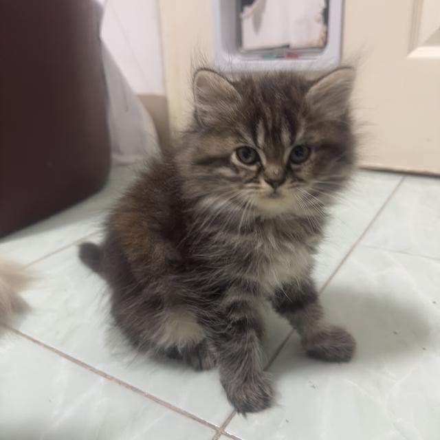 แมว ขาสั้น 2เดือน Munchkin