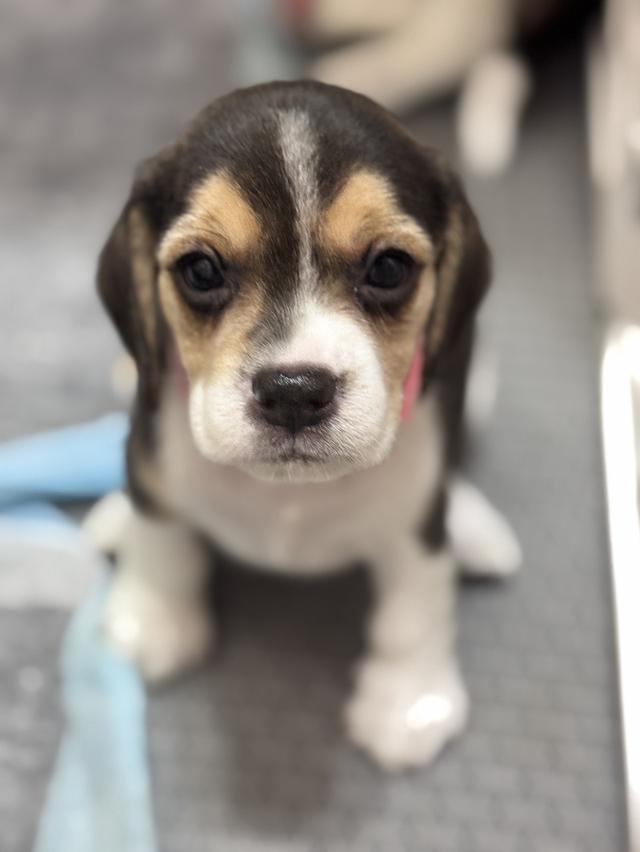 บีเกิ้ล (Beagle) Female ด.ญ 💯🏡 19