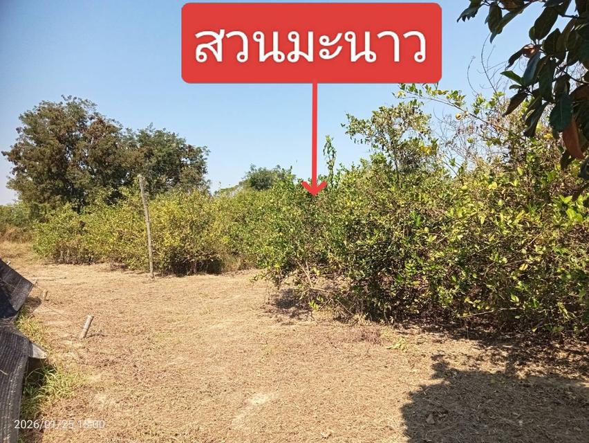 ที่ดิน 10 ไร่ ไร่ละ 600,000 บาท อ.เมือง จ.นครสวรรค์ 7