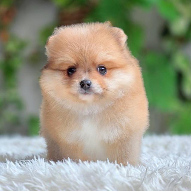 ปอมเมอเรเนียนแท้ เพศหญิง พร้อมย้ายบ้าน รูปที่ 8