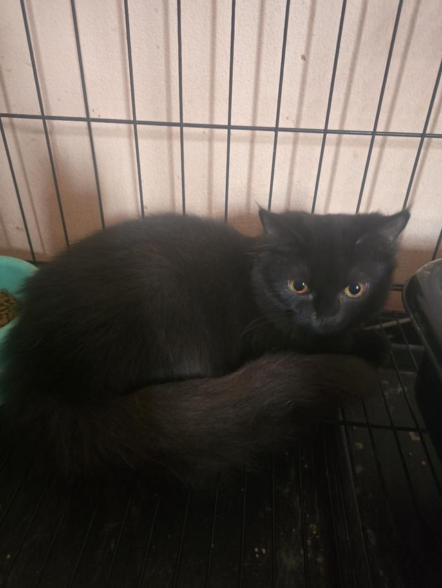 แมวบริติชช็อตแฮร์ผสมสก็อตติช 16