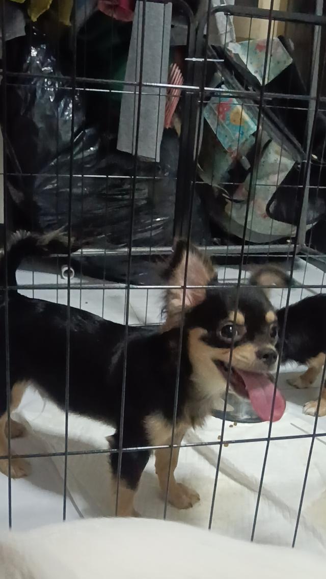 ชิวาวา 10