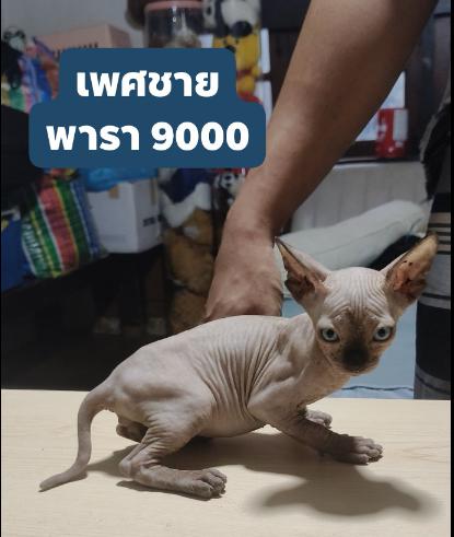 แมวสฟิงค์ เพศชาย ตาฟ้า