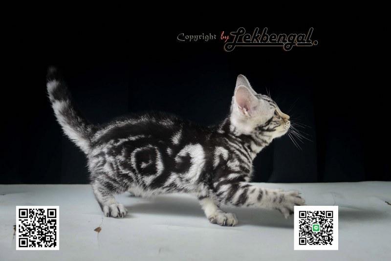 อเมริกันชอตแฮร์พันธุ์แท้