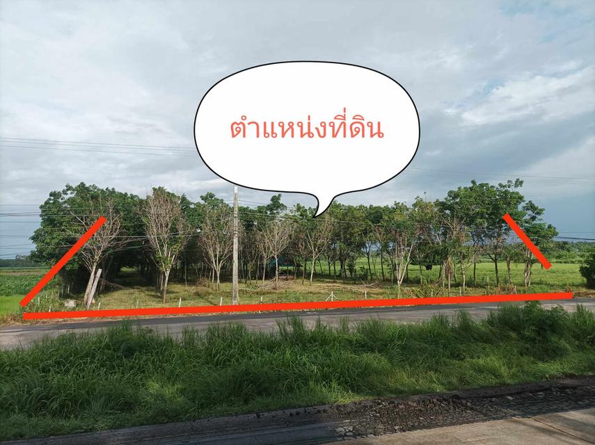 ขายที่ดินสวนยางพาราติดถนนมิตรภาพ 5