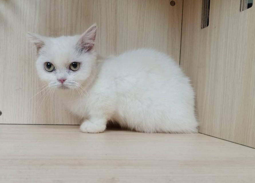 5.แมวมันช์กิ้น เพศเมีย Munchkin Cat Female รูปที่ 2