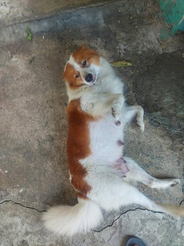 บางแก้วแท้ 100%กรุงเทพฯตลิ่งชัน 8