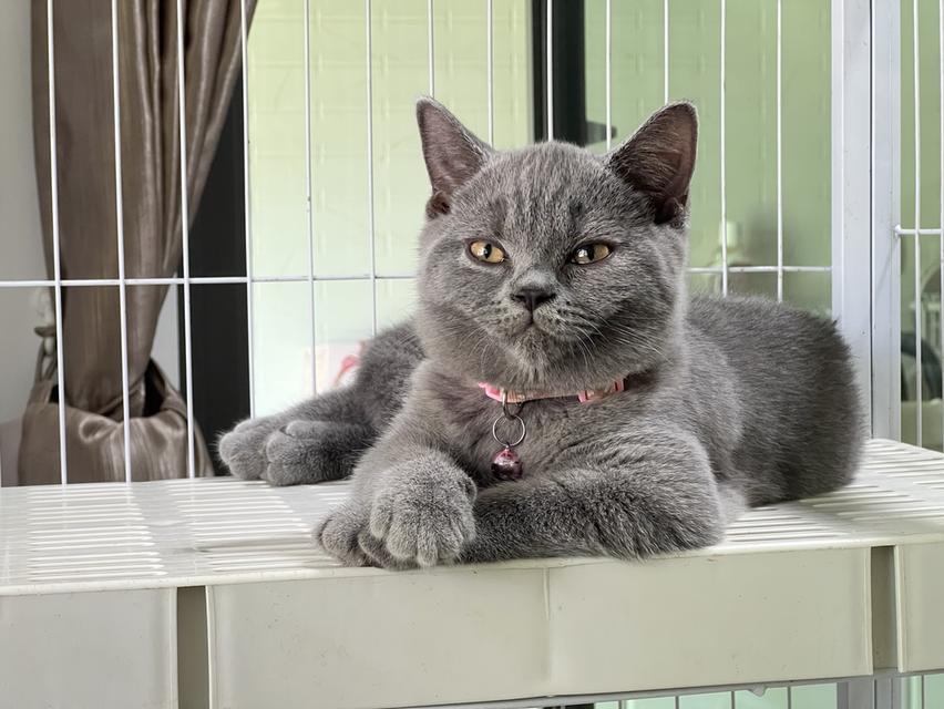 ลูกแมว บริติช ช็อตแฮร์ ใบเพ็ดนอกWCF(British Shorthair)