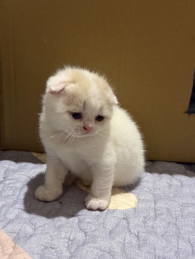 สัตว์เลี้ยง แมวสก็อตตีชโฟลด์ รูปที่ 12