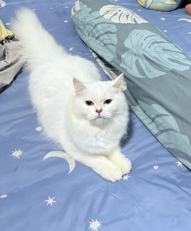 ขายแมวเปอร์เซียผสมมัสกิ้น รูปที่ 4