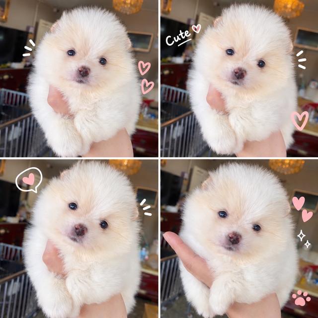 ลูกปอมพันธุ์แท้ อายุ2เดือน มีหลายตัวให้เลือก สอบถามได้นะคะ