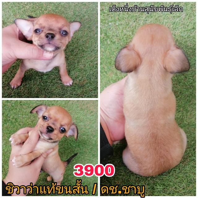 ชิวาว่าเเท้ขนสั้น ขนยาว พร้อมย้าย 15