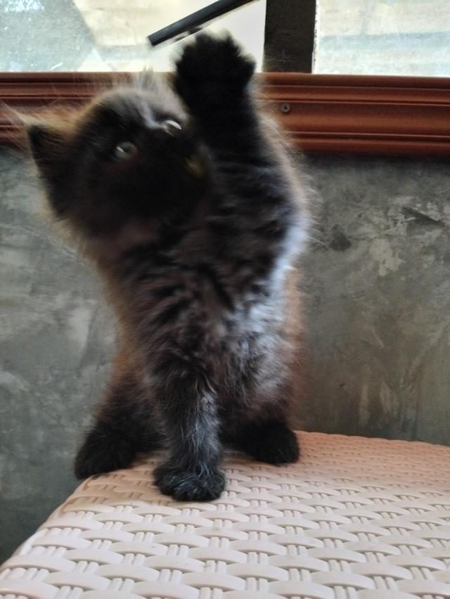 น้องเเมว เปอร์เซียเพศเมีย อายุ2เดือน