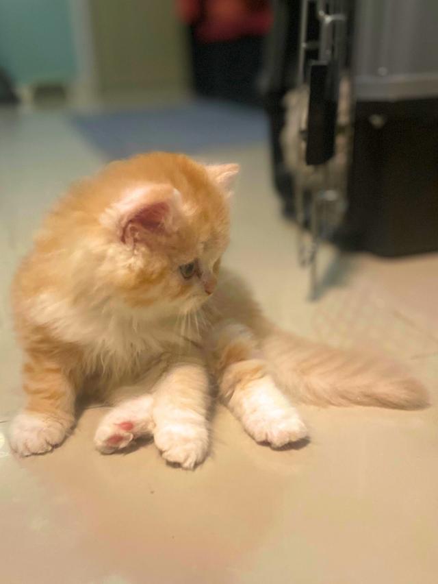 แมวส้มนำโชค-(ชาย)เกิด13/10/68 7