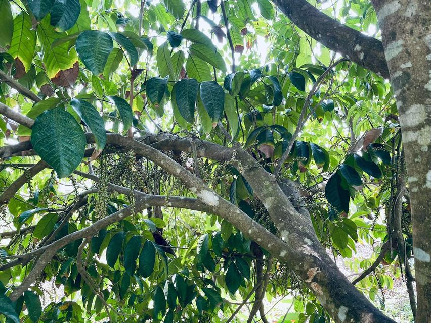 บ้าน สวนผลไม้ และที่ดิน จำนวน10ไร่ 8