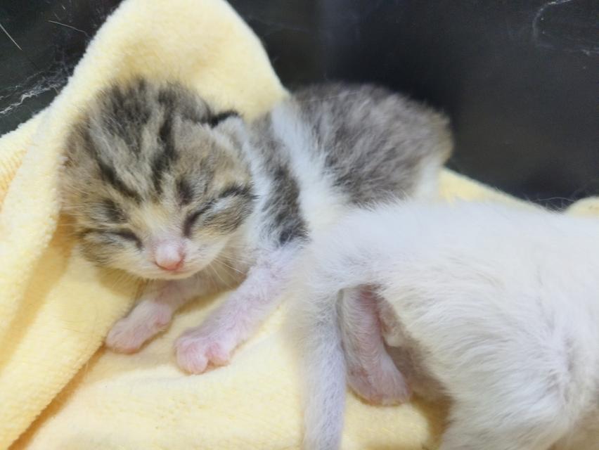 ลูกแมว พันธุ์สก็อตติช รูปย่อยที่ 2