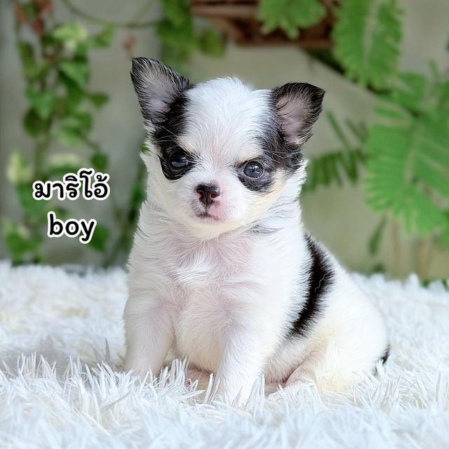 ชิวาวาขนยาวพันธุ์แท้ไซส์เล็ก รูปที่ 2