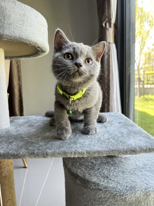 ลูกแมว บริติช ช็อตแฮร์ ใบเพ็ดนอกWCF(British Shorthair)