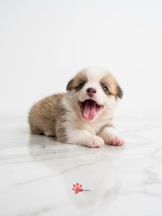 ลูกสุนัขคอร์กี้ สองสีเพศเมีย รูปย่อยที่ 4