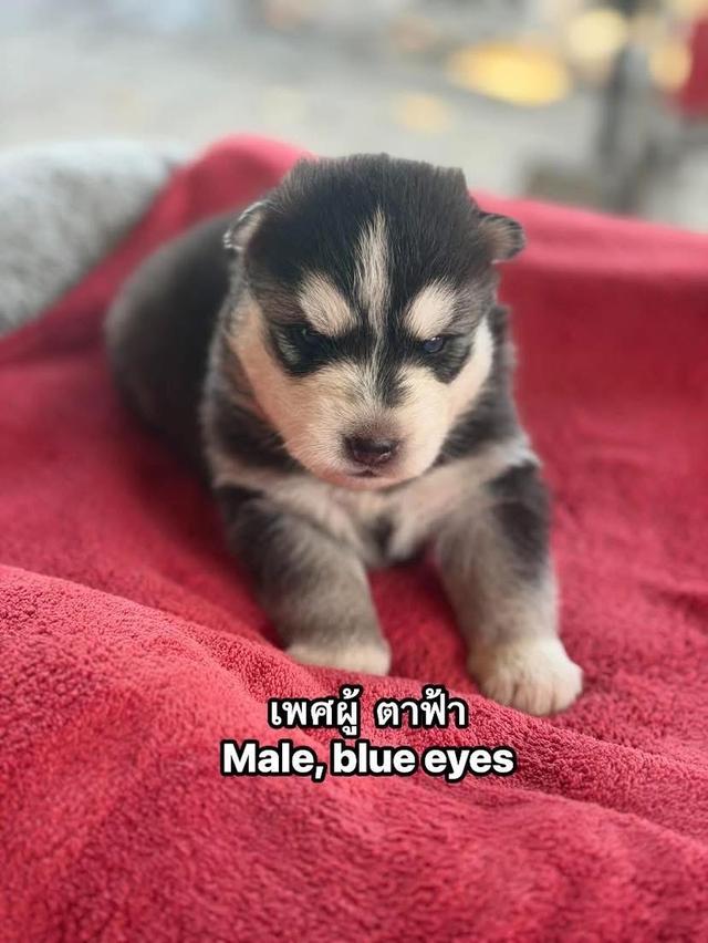 อัปเดตเด็กเข้าใหม่ เริ่มต้น5000 รูปที่ 2