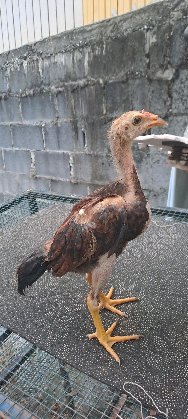 จำหน่ายลูกไก่ พม่าญี่ปุ่น พม่าญี่ปุ่นบราซิล รูปที่ 4