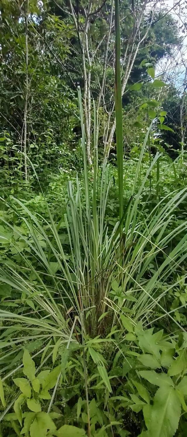 ที่โฉนด ขนาด110มีตรว ราคา280,000ห่าง7-11เพียง1โล  ไฟฟ้าถึงหน้ากว้างติดถนนคอนกรีต17เมตร ด้านในมีต้นไผ่ ขนุน,น้อยหน่า,มะม่วง,กล้วย ต้นสัก,ตะไคร้ 15