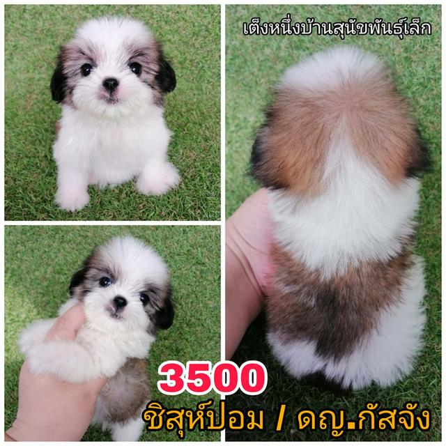 ชิสุห์ผสมปอม ชิสุห์ผสมชิวาว่า พร้อมย้าย