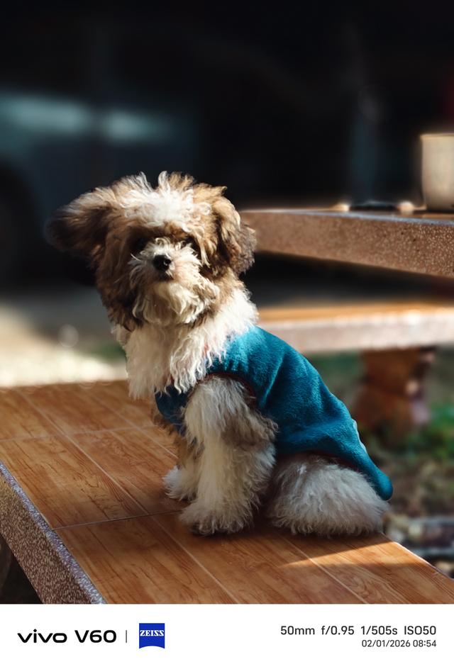 น้องหมา พุดเดิ้ล+ชิสุ รูปย่อยที่ 2