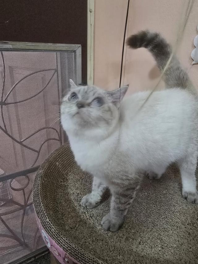 Siamese British Cat "แมววิเชียรมาศบริติชช็อตแฮร์"