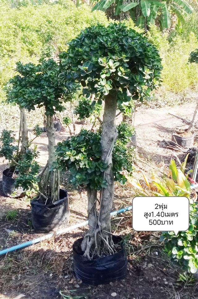 ไทรต่อยอดช้อนเงินช้อนทอง รูปที่ 2