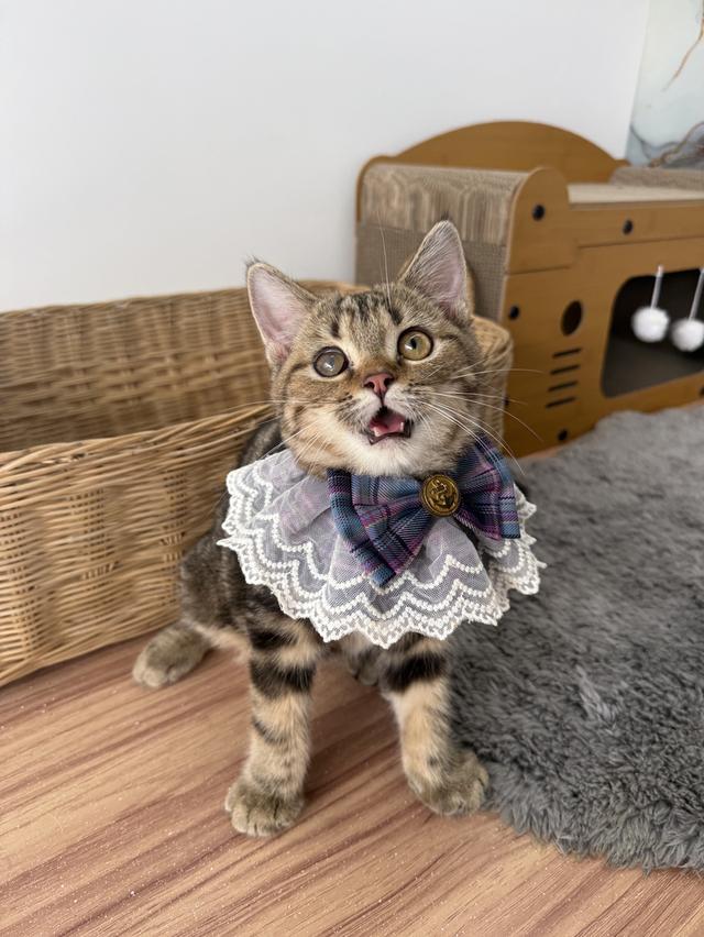 ลูกแมวพันธุ์สก๊อตติช 3