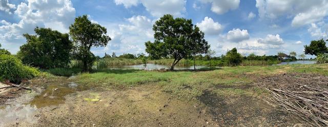 ที่ดินเปล่า 256 ตร.ว. ติดเลค ใกล้สนามกอล์ฟบางปู 1.2 กม. สมุทรปราการ สงบ เป็นส่วนตัว 5