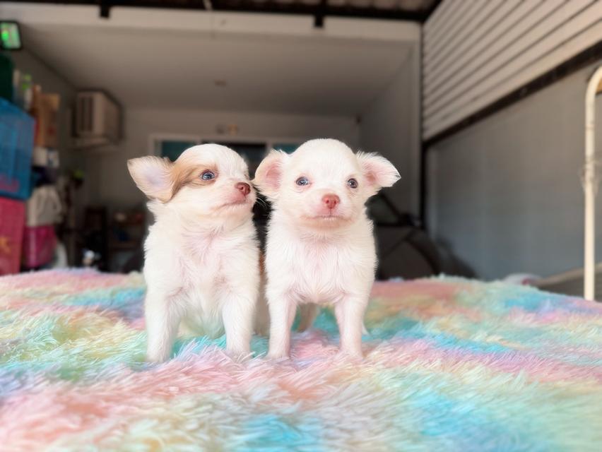 ชิวาวาผสมปอม เพศผู้ พร้อมย้ายบ้าน พิกัดรามอินทรา