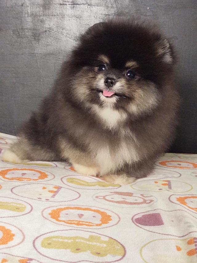 ปอมผู้