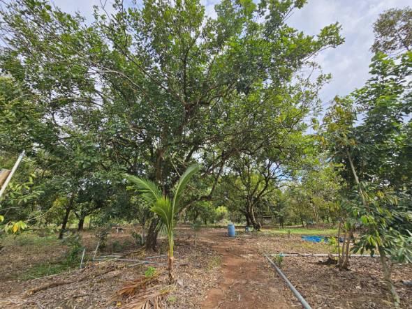 ขายที่ดินพร้อมสวนผลไม้ 5 ไร่  อำเภอนายายอาม จันทบุรี 8