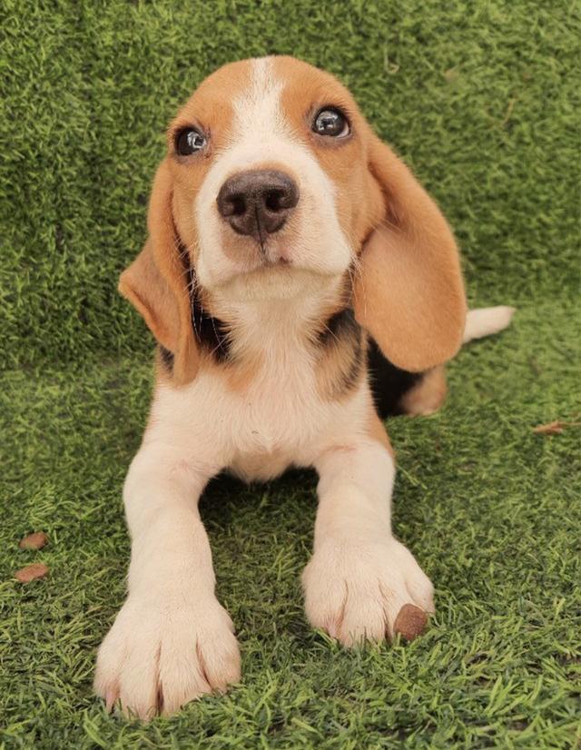 บีเกิ้ล ลูกสุนัข Beagle