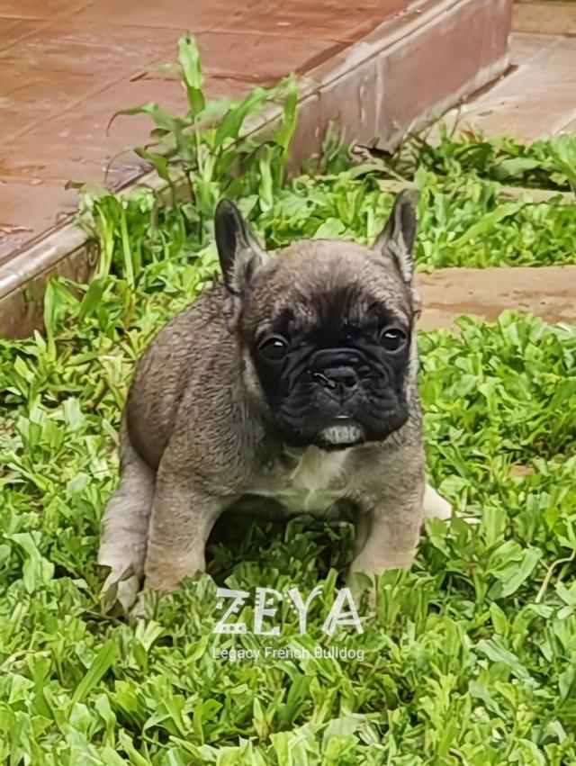 ZEYA เฟรนช์บูลด็อก เพศเมีย สีเซเบิล