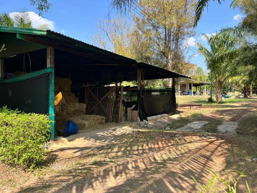 ขายที่ดินติดเขื่อนลำปาว กาฬสินธุ์ พื้นที่รวม 55 ไร่ เหมาะพัฒนารีสอร์ทหรือโครงการท่องเที่ยว 17