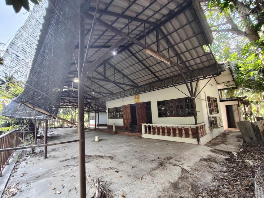 ขายที่ดิน บ้านและสวนมะพร้าว 15