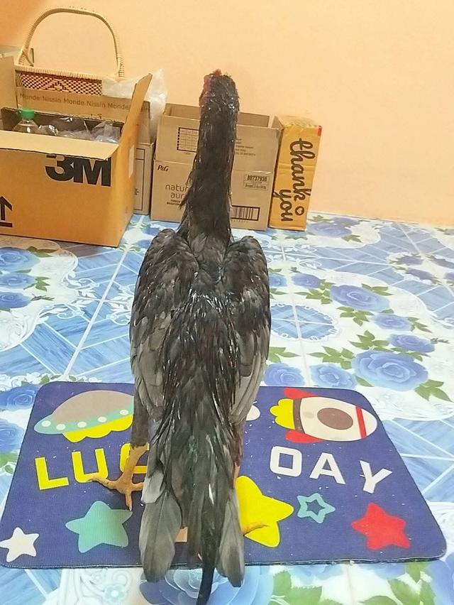 ไก่เชิงก๋อยทุบหลังไก่ 3 เดือน 4