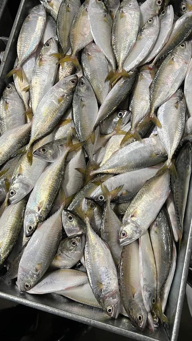 ขายปลาทู ราคาถูกๆ