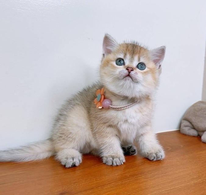 British Shorthair (ผู้หญิง) 7