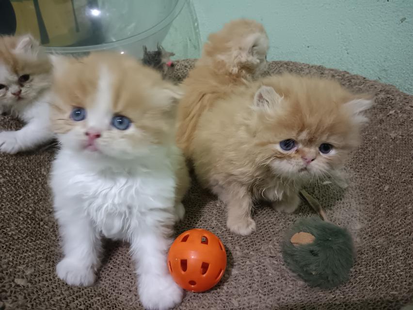 น้องแมวเปอร์เซียอายุ2เดือน รูปที่ 2