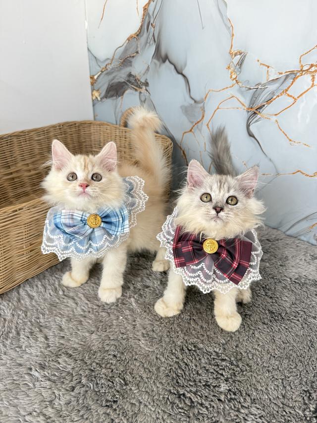 ลูกแมวพันธุ์เปอร์เซียแท้ รูปที่ 3