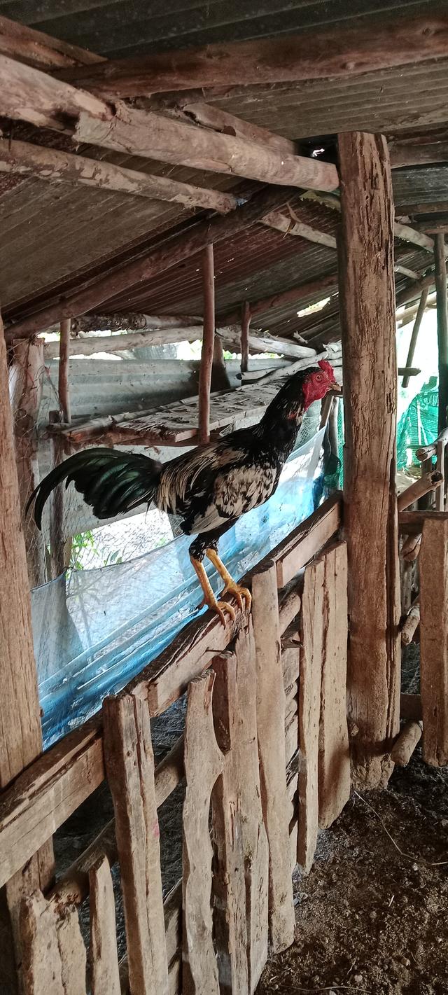 ไก่ชน ไก่ชนพม่า ไก่ก๋อยเชิง