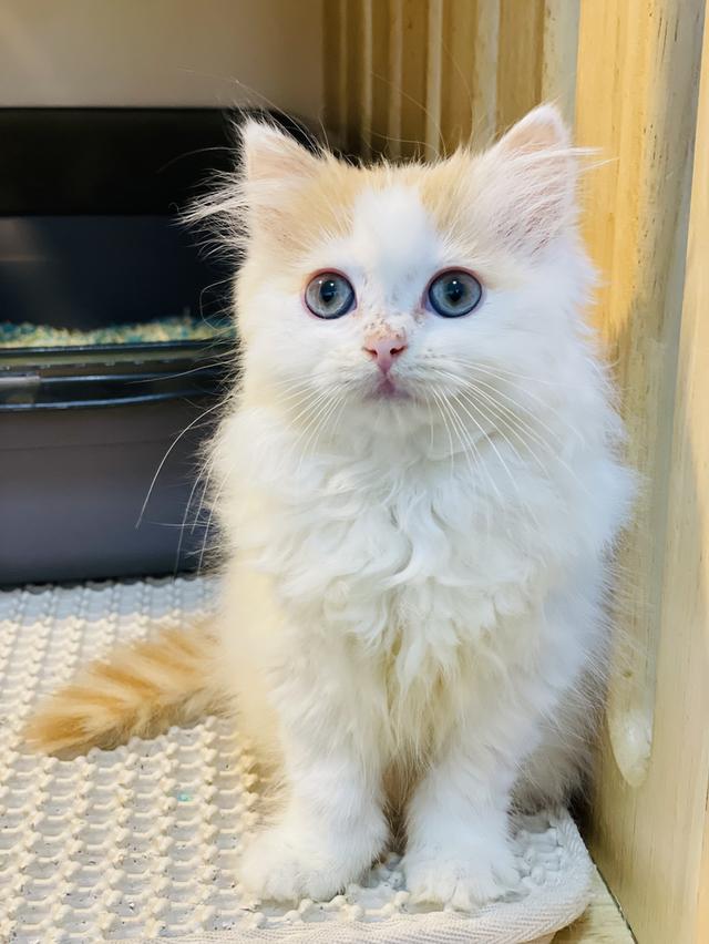 สก็อตติชโฟลด์ 3