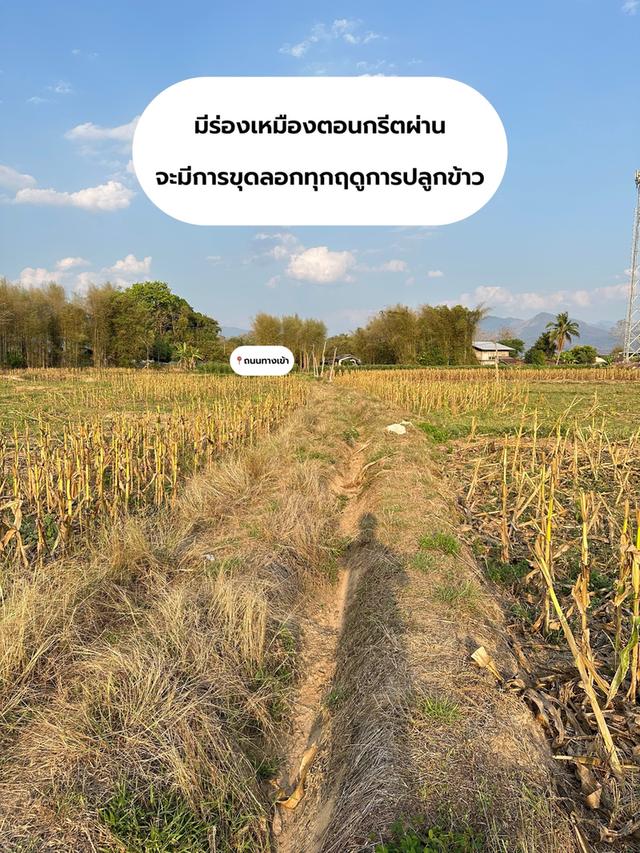 ที่ดิน(ที่นามีโฉนดครุฑแดง) 3